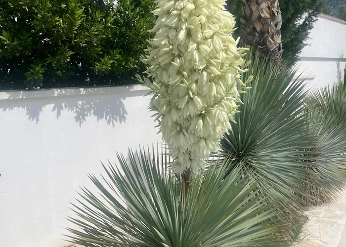 Golden Apple * Seline