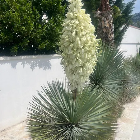 Golden Apple * Селине